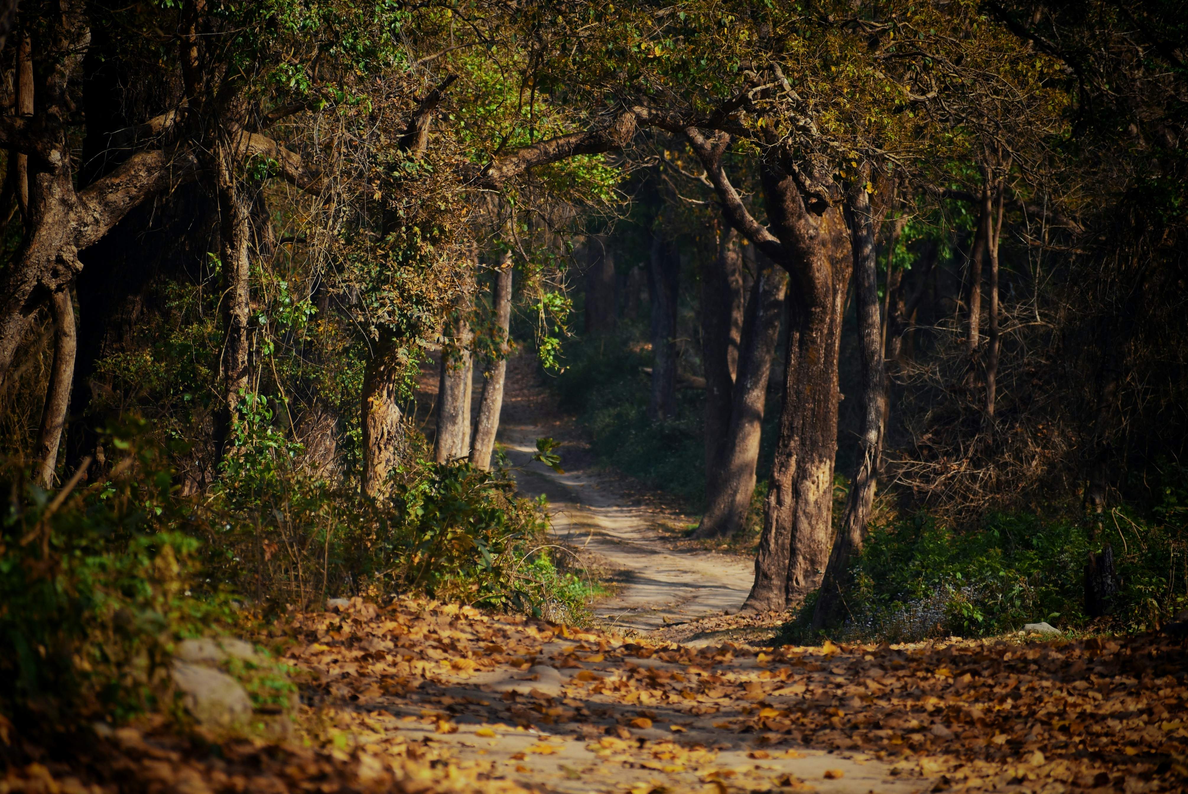 New jungle safari in the Terai forest will boost tourism and employment....