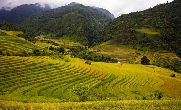 Some Ultimate Guide To Ubud's Attractive Land: Tegallalang rice Terrace. 