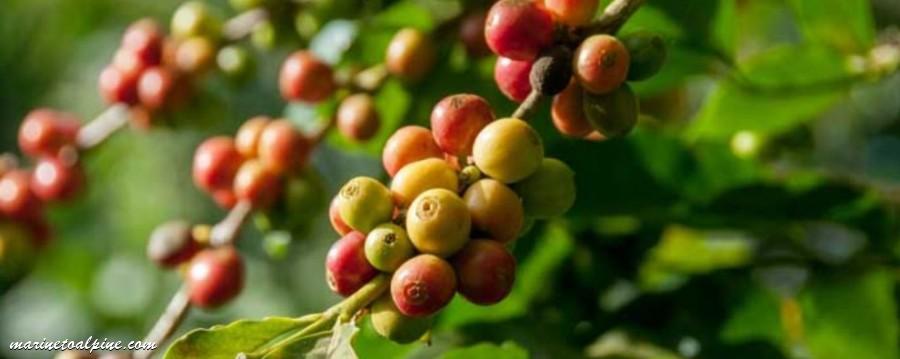 Coffee Plantations in Bali